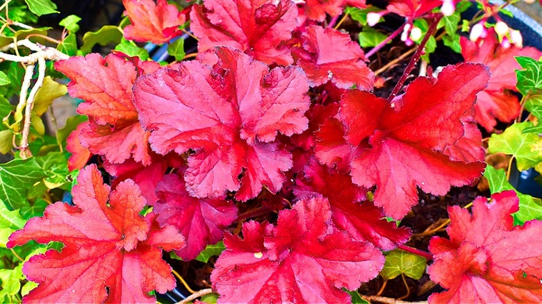 A red-leafy coral bell growing in a pot
