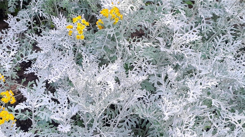 Yellow dusty miller flowers blooming around silver foliage