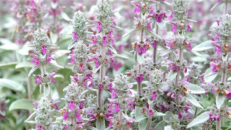 Gray and purple lamb's ear plant growing in a garden