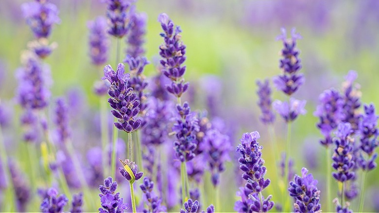 Lavender flowers blooming in a garden