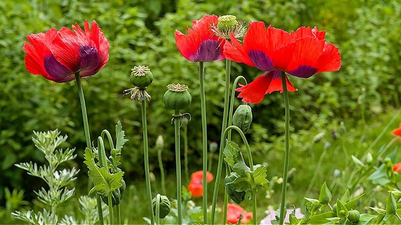 Purple-tinged red poppy flowers blooming in a garden