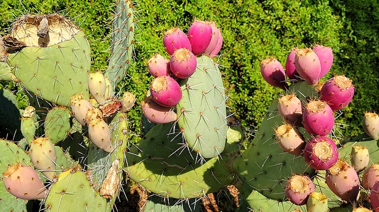 A prickly pear cactus growing in a garden and receiving sunlight