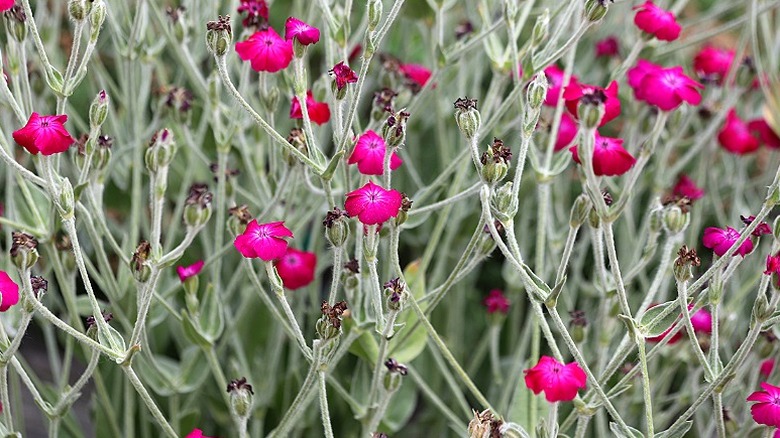 Pretty pink rose campion flowers blooming in a garden