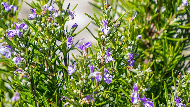 Tiny lavender flowers blooming on a rosemary plant