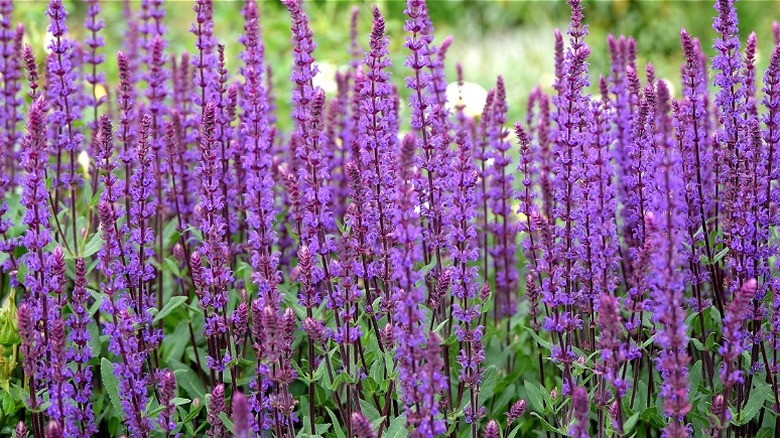Purple sage flowers growing on a spike