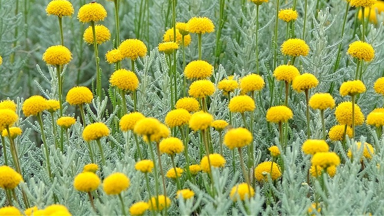 Yellow flowers of santolina in bloom