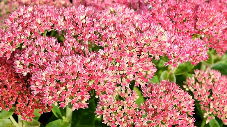 Pink sedum flowers blooming in a garden
