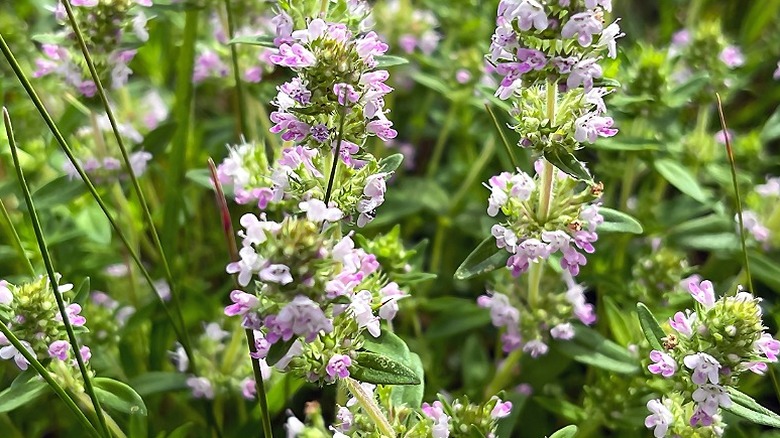 Small purple-white flowers of thyme in bloom
