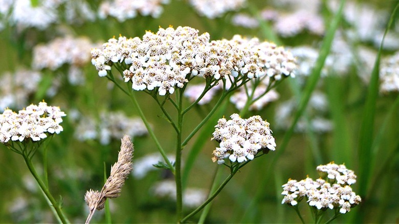 White flowers of yarrow blooming in clusters