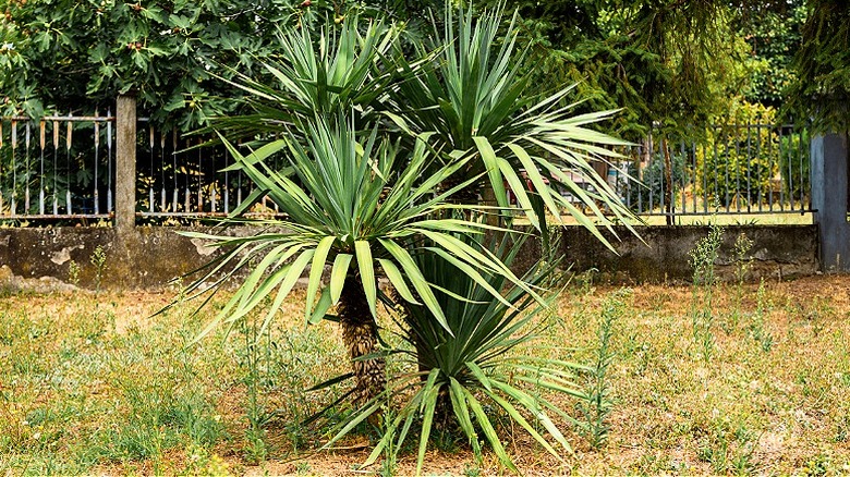 A green yucca plant growing in a garden