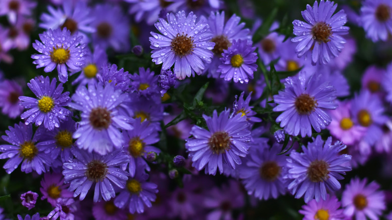 Purple aster flowers in garden