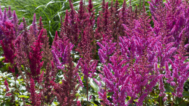 Deep pink flowers of astilbe