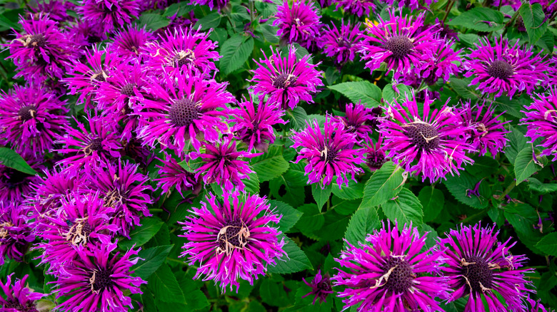 Bee balm's blooming pink flowers