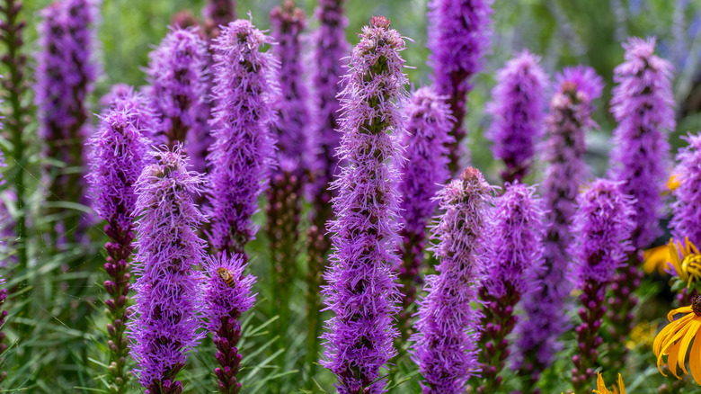 Purple blazing stars in garden