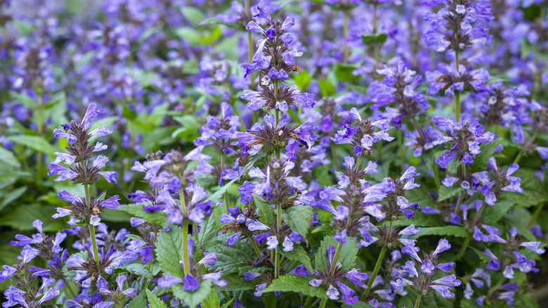 Blue flowers of catmint
