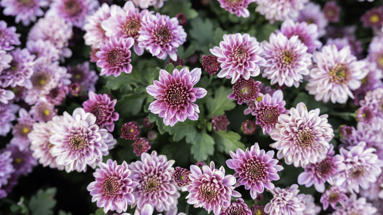 Pink chrysanthemum flowers in bloom
