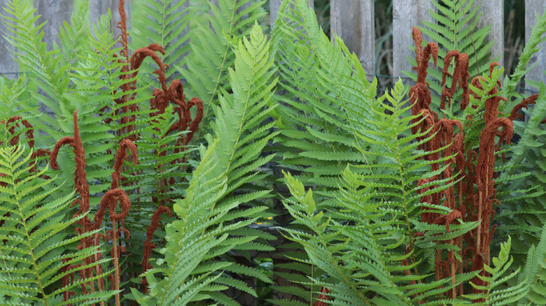 Lush green leaves of cinnamon fern