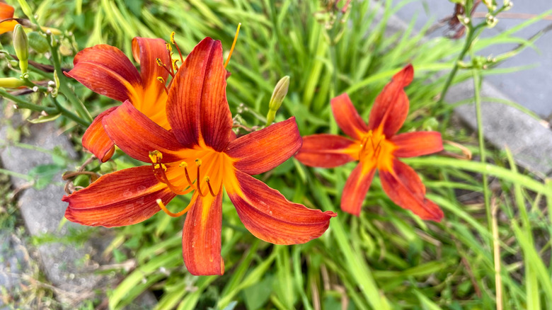 Yellow red daylilies blooming in garden