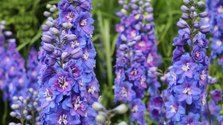 Blue and purple blooms of delphinium