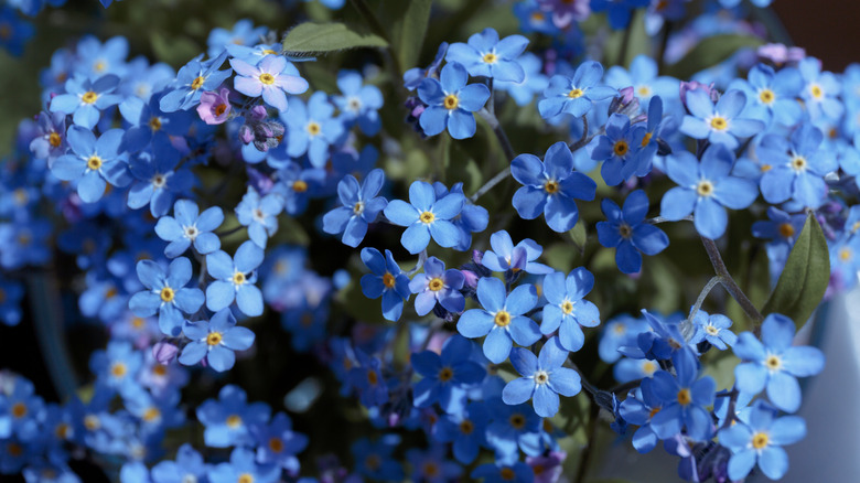 Blue blooming flowers of  forget-me-not