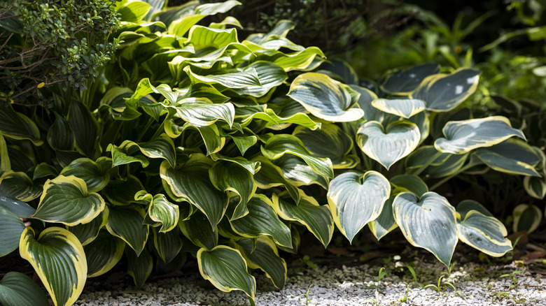 Large green leaves of hosta plant