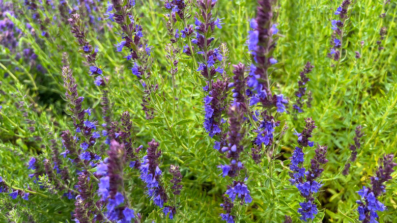 Blue hyssop flowers amid green leaves