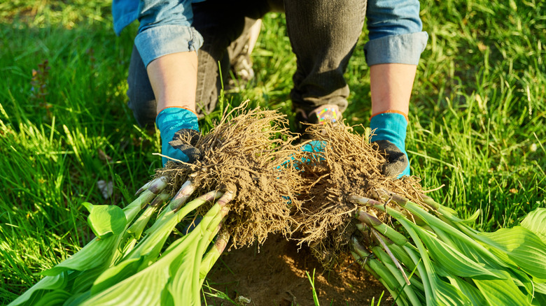 Gardener dividing plants during the day