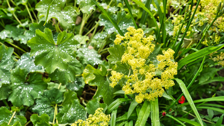 Lady's mantle growing in garden