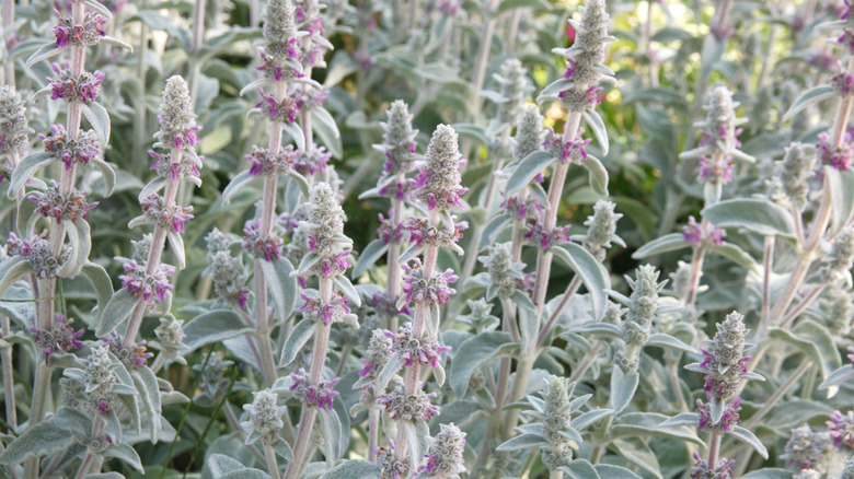 Lamb's ear growing in garden
