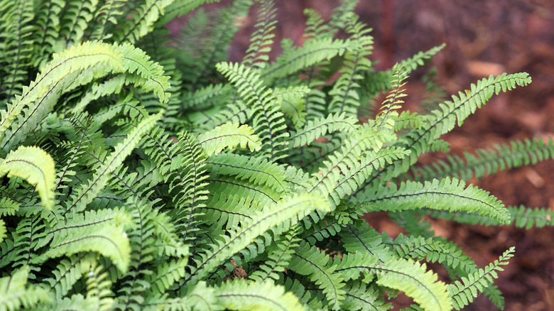 Northern maidenhair fern in garden