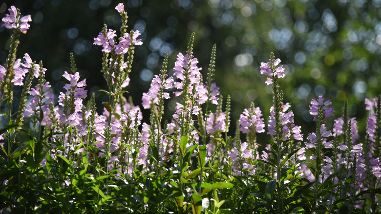 Obedient plant growing in garden