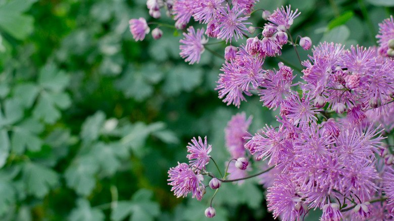 Pink flowers of purple meadowrue