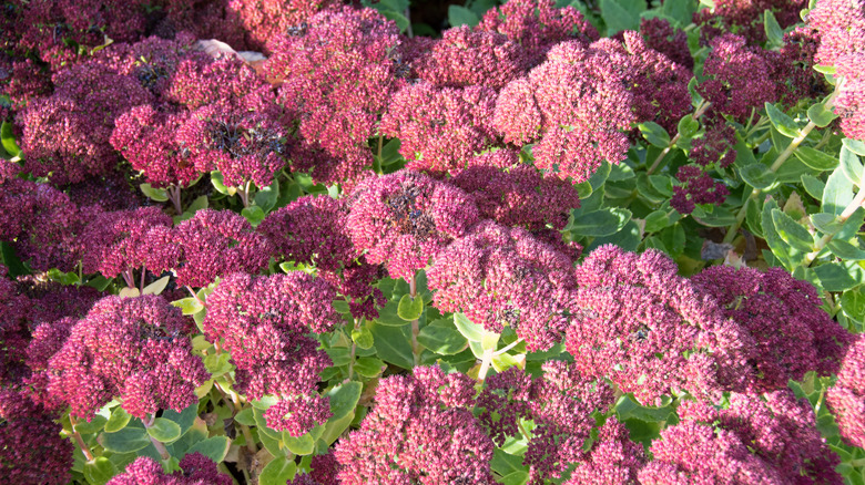 Pink sedum flowers in garden