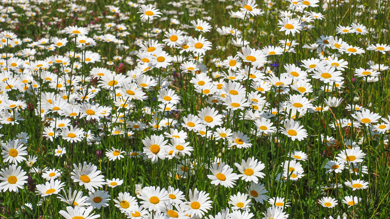 White flowers of shasta daisy
