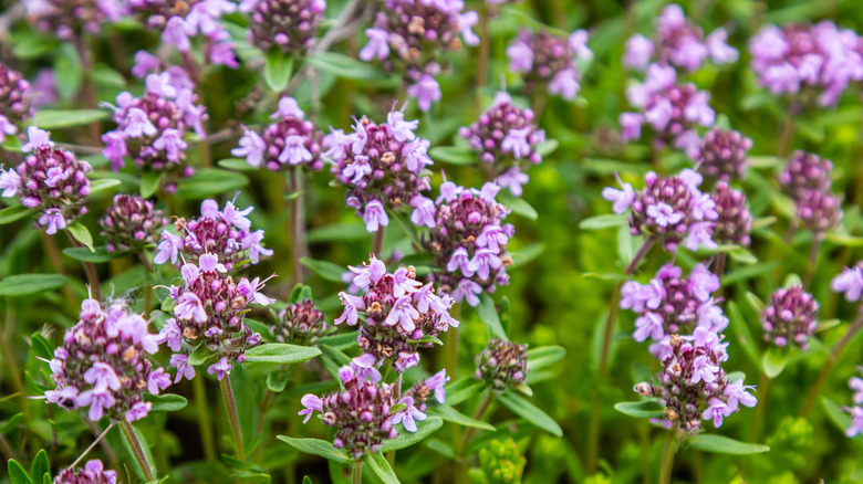 Wild thyme's flowers and foliage