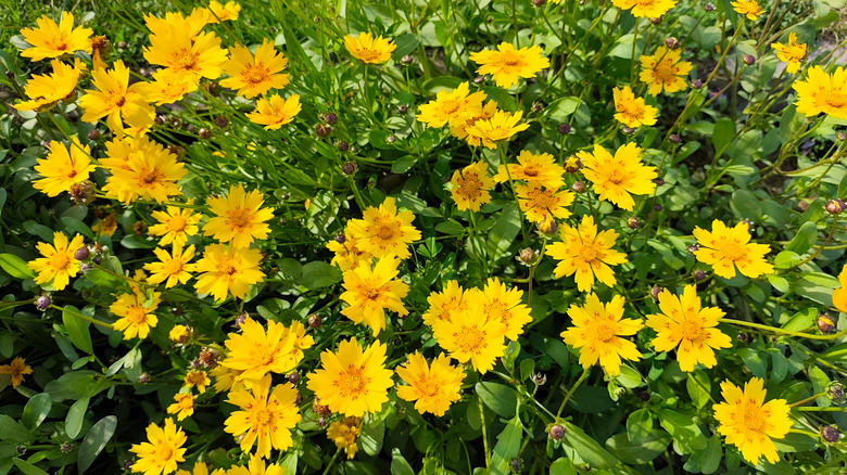 Yellow tickseed flowers in bloom