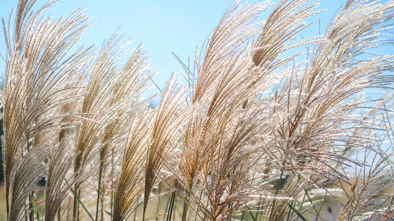 Tall ornamental grass growing in yard