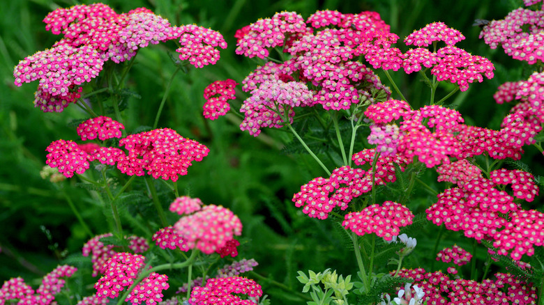 Pink yarrow flowers in garden