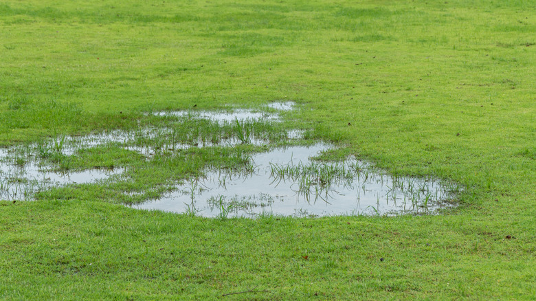 A large puddle in a yard with green grass.