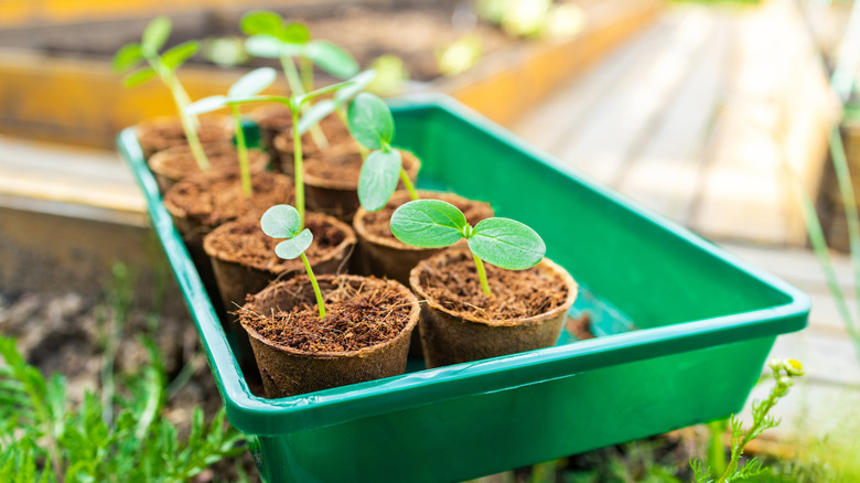 Seedlings in biodegradable pots placed inside of a green plastic tray that are ready to be planted