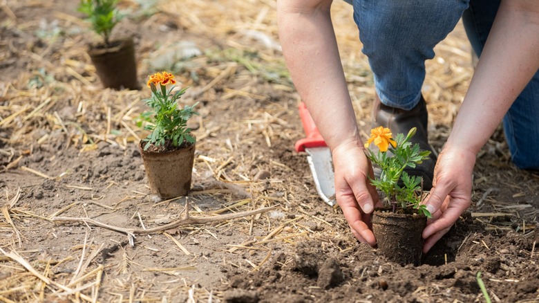 Person planting CowPots in the ground