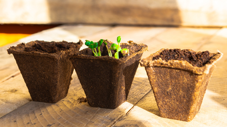 Three biodegradable pots and the middle pot has seedlings growing from it.