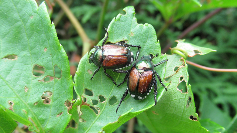 Insects munching on leaves