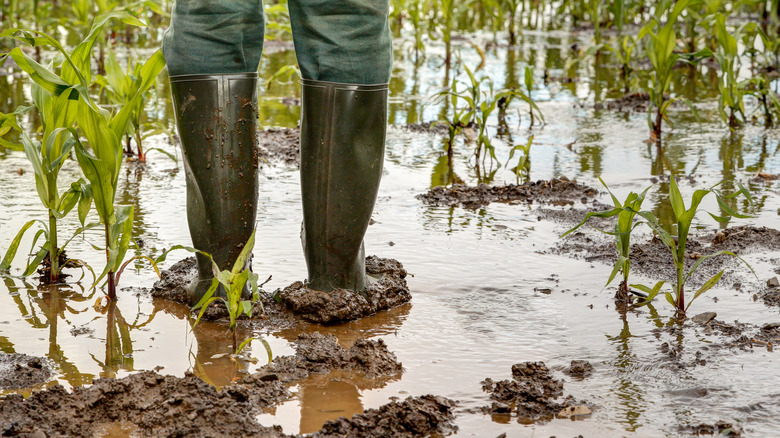 Muddy boots in compacted mud