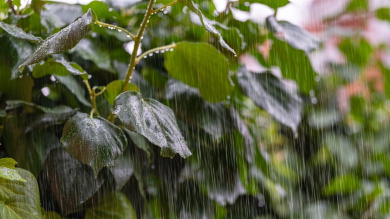 Heavy rain falling in garden