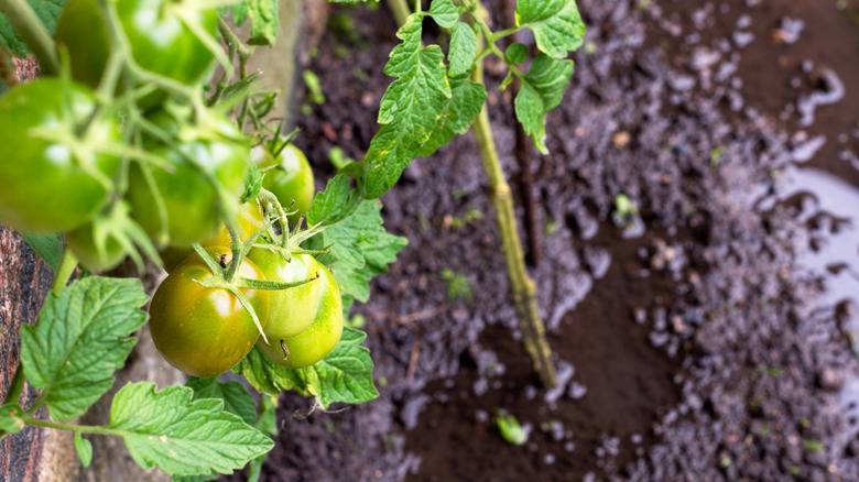 Tomato plant damaged by flood