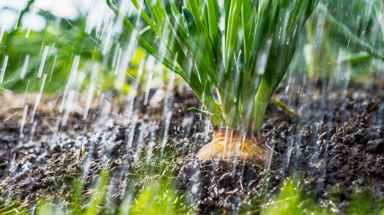 Heavy rain falling in garden