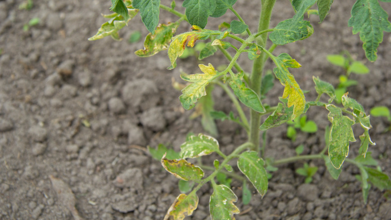 Affected tomato leaves