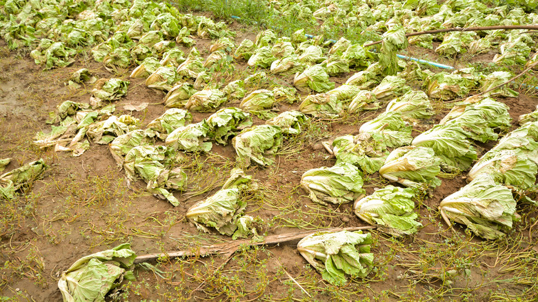 Damaged lettuce from heavy rain