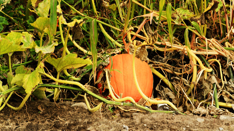 Rotting roots on pumpkin plant